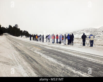 Yellowstone National Park, Wyomng, USA - February 5, 2018 :  Tour group photographing wildlife on roadside in Lamar Valley of Yellowstone National Par Stock Photo