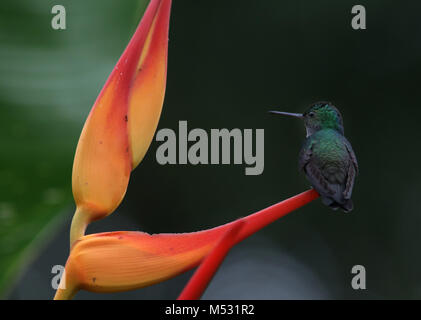 charming hummingbird (Amazilia decora) and also known as the beryl-crowned on Lobster Claw flower Costa Rica Stock Photo