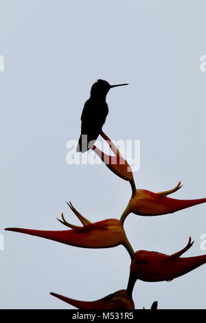 charming hummingbird (Amazilia decora) and also known as the beryl-crowned on Lobster Claw flower Costa Rica Stock Photo