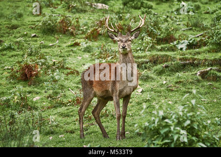 Deer Standing on the Grass Stock Photo