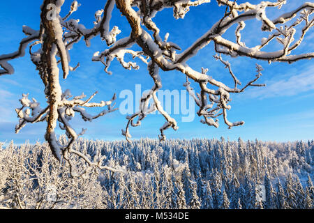 Winter view of the branches of the forest Stock Photo