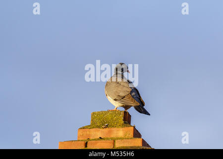 Dove on a chimney against a blue sky Stock Photo