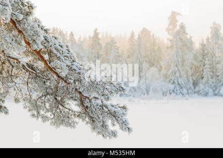Frosty pine branch in a winter wonderland Stock Photo