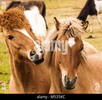 two horses playing in a ranch iceland Stock Photo