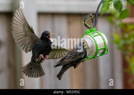 Starlings fighting over food in mid flgiht Stock Photo