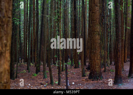 Redwood forest in New Zealand Stock Photo