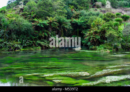 Enchanted landscape with pure clear waterand and a magical blue pool surronded by forest trees. Blue Spring, Te Waihou Walkway, New Zealand Stock Photo