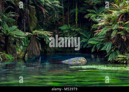 Stunning blue pool and crystal-clear water in New Zealand's Blue Spring, Waikato in New Zealand Stock Photo