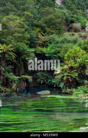 The Blue Spring located at Te Waihou Walkway,Hamilton,  New Zealand Stock Photo