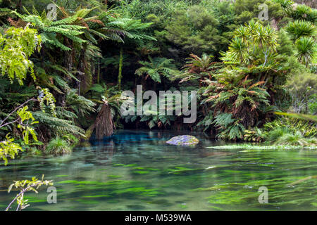 Blue Spring, stunning blue pool surrounded by lush green plants and other native  palm species, Te Waihou Walkway, New Zealand Stock Photo