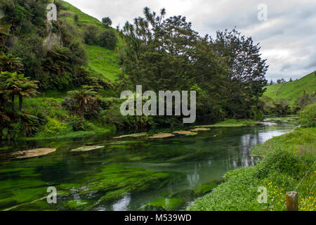 Crystal clear water in New Zealand's Blue Spring, Waihou River and   beautiful  landscape surrounding.  Te Waihou river water is the main source for t Stock Photo