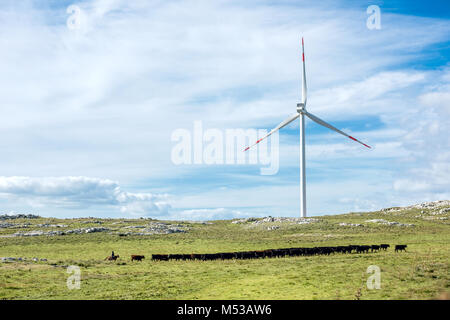 Aigua, Uruguay: Marth 31, 2017 - Gaucho herding cows near windmills on the Cerro Catedral in the Maldonado Department Stock Photo