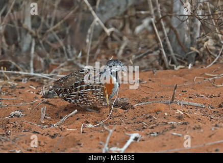 Madagascan Buttonquail (Turnix nigricollis) adult female scratching on ground in Spiny forest, Madagascan Endemic  Parc Mosa, Ifaty, Madagascar        Stock Photo