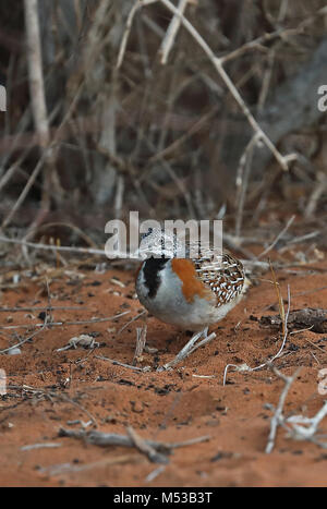Madagascan Buttonquail (Turnix nigricollis) adult female in Spiny forest, Madagascan Endemic  Parc Mosa, Ifaty, Madagascar               November Stock Photo
