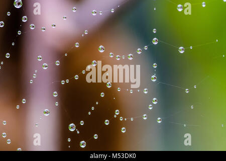 spiderweb full of water dropplets after rain, creating an organic geometric texture, blurred green leafy background Stock Photo