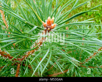 The tip of the young pine sprout on the branch with needles Stock Photo