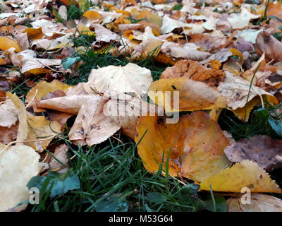 Beautiful autumn background of different fallen leaves on the grass. Autumn mood Stock Photo