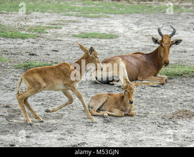 Coke's Hartebeest (Alcelaphus buselaphus cokii) This antelope stands 1.5 metres tall at its shoulder and can weigh up to 200kg, they live in open fore Stock Photo