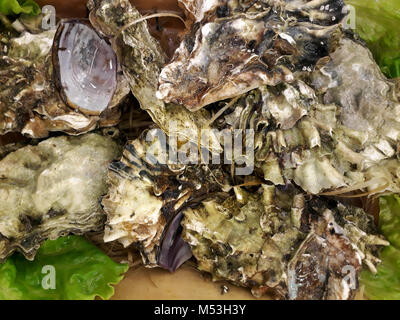 Fresh raw oysters on the counter, may be used as background Stock Photo