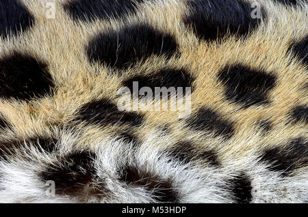 Cheetah skin texture for background Stock Photo