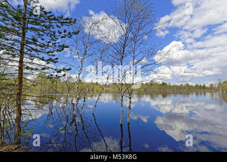 Flooded in the spring high water in Siberia. Birches growing in the water and their reflections Stock Photo