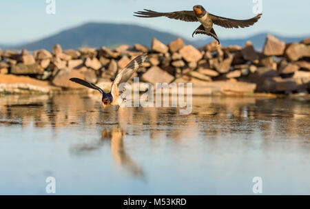 pair of Barn swallows (Hirundo rustica) flying. Never stopped flying, even to drink Stock Photo