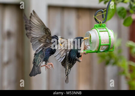 Starlings in flight fighting over food Stock Photo