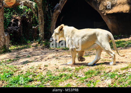 The white lion is a rare color mutation of the lion. White lions in the area of Timbavati were thought to have been indigenous to the Timbavati region Stock Photo