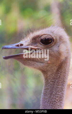 Close up face of the ostrich or common ostrich (Struthio camelus) is either one or two species of large flightless birds. Stock Photo