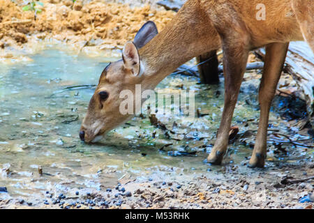 Cute Barking Deer, or Red Muntjac in common name or Muntiacus muntjak in Scientific name is drinking water in the stream Stock Photo