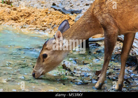 Cute Barking Deer, or Red Muntjac in common name or Muntiacus muntjak in Scientific name is drinking water in the stream Stock Photo