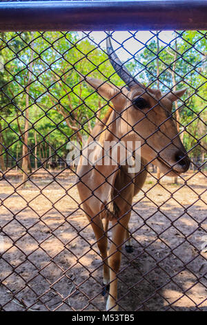 Amazing single horn by genetic defect or accident of the common eland, also known as the southern eland or eland antelope, is a savannah and plains an Stock Photo