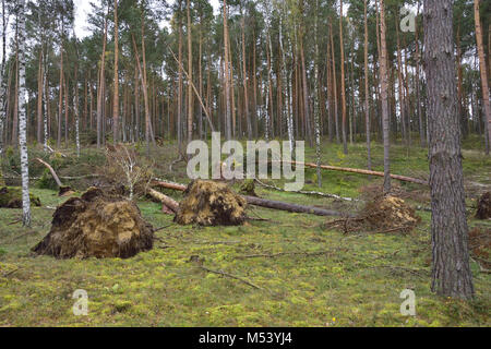 After a heavy storm Stock Photo
