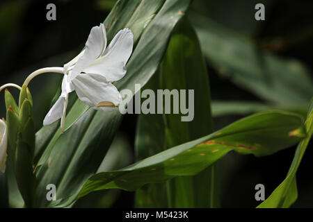 white garland-lily, white ginger lily Stock Photo