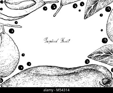 Tropical Fruits, Illustration Frame of Hand Drawn Sketch Fresh Ripe Papaya and Marian Plum or Plum Mango Fruits Isolated on White Background. Stock Vector