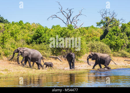 The elephants crossing river in shallow water Stock Photo