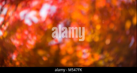 defocused red leaves, perfect autumn background Stock Photo