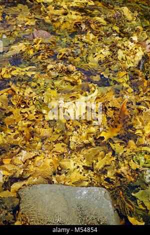 Seaweed in a rockpool closeup. Stock Photo