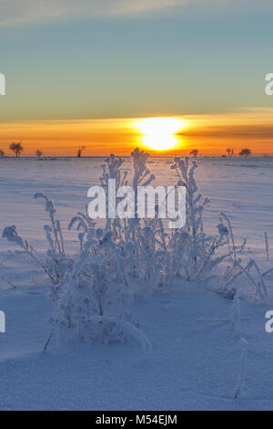 Sunset with frosty plants and snow in the landscape Stock Photo