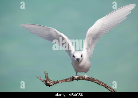 White Tern (Gygis alba rothschildi) landing on branch with background of aquamarine lagoon water in the Pacific Ocean Stock Photo