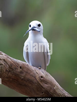 White Tern (Gygis alba rothschildi) holding fish in beak while perched on tree branch Stock Photo