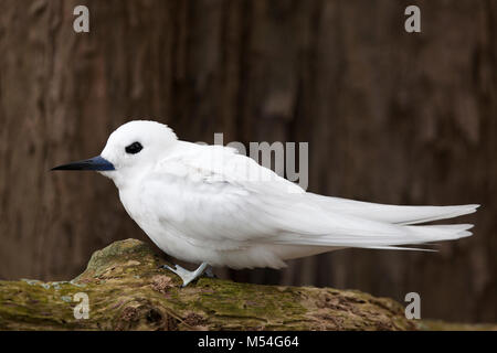 White Tern (Gygis alba rothschildi) perched on tree branch in the Hawaiian Islands Stock Photo