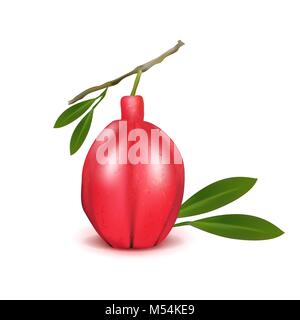 Realistic Ackee 3d vector aki Blighia sapida fruit with leaves isolated on white background. Ackee national fruit of Jamaica. Achee, ackee apple or ak Stock Vector