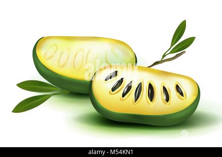 Photo Realistic 3d vector pulp and seeds with leaves isolated on white background papaya papaw fruit asimina triloba , custard apple, or pawpaw plant Stock Vector