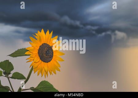Beautiful yellow sunflower on a stormy day Stock Photo