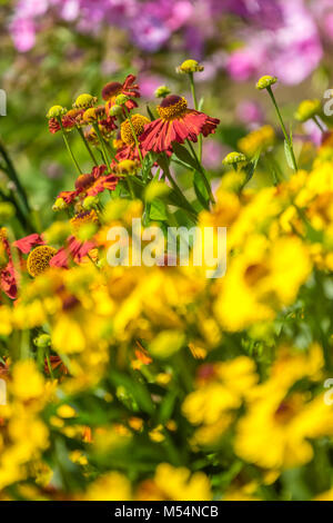 The colorful flowers in the green meadow Stock Photo - Alamy