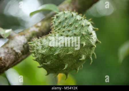 Soursop fruit growning in Annona muricata tree, St Lucia, Caribbean. Stock Photo