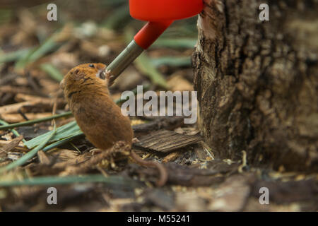 Shallow field of view close up of a drinking Harvest Mouse at New Forest Wildlife Park near Shouthampton Stock Photo