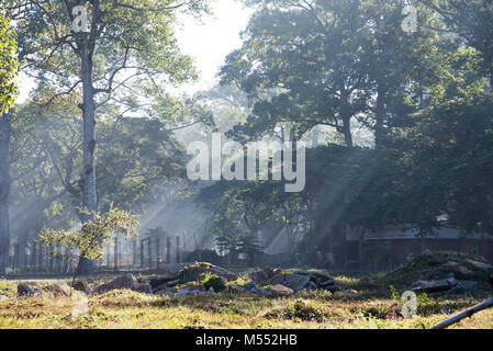 Early morning sun shining throught the trees outside Angkor Wat Stock Photo