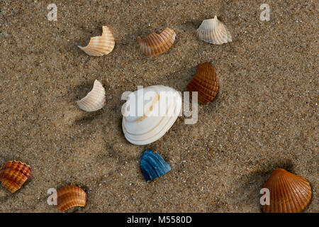 Close-up of different sea shells in different colors lie on a sandy beach on the North Sea coast of germany. Stock Photo